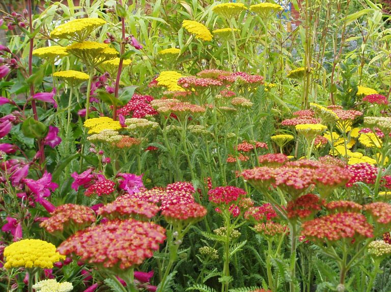 Plants Country Lanes Garden Centre